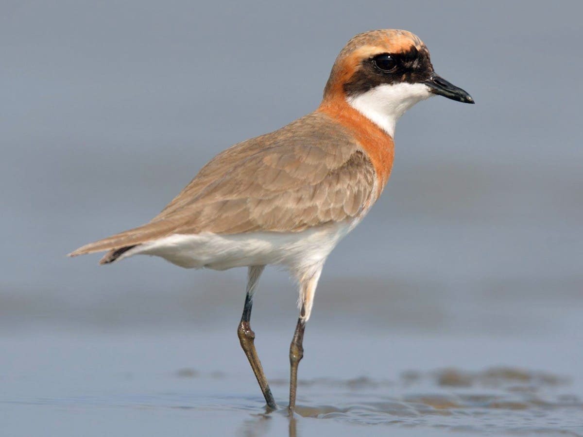 Lesser Sand-Plover